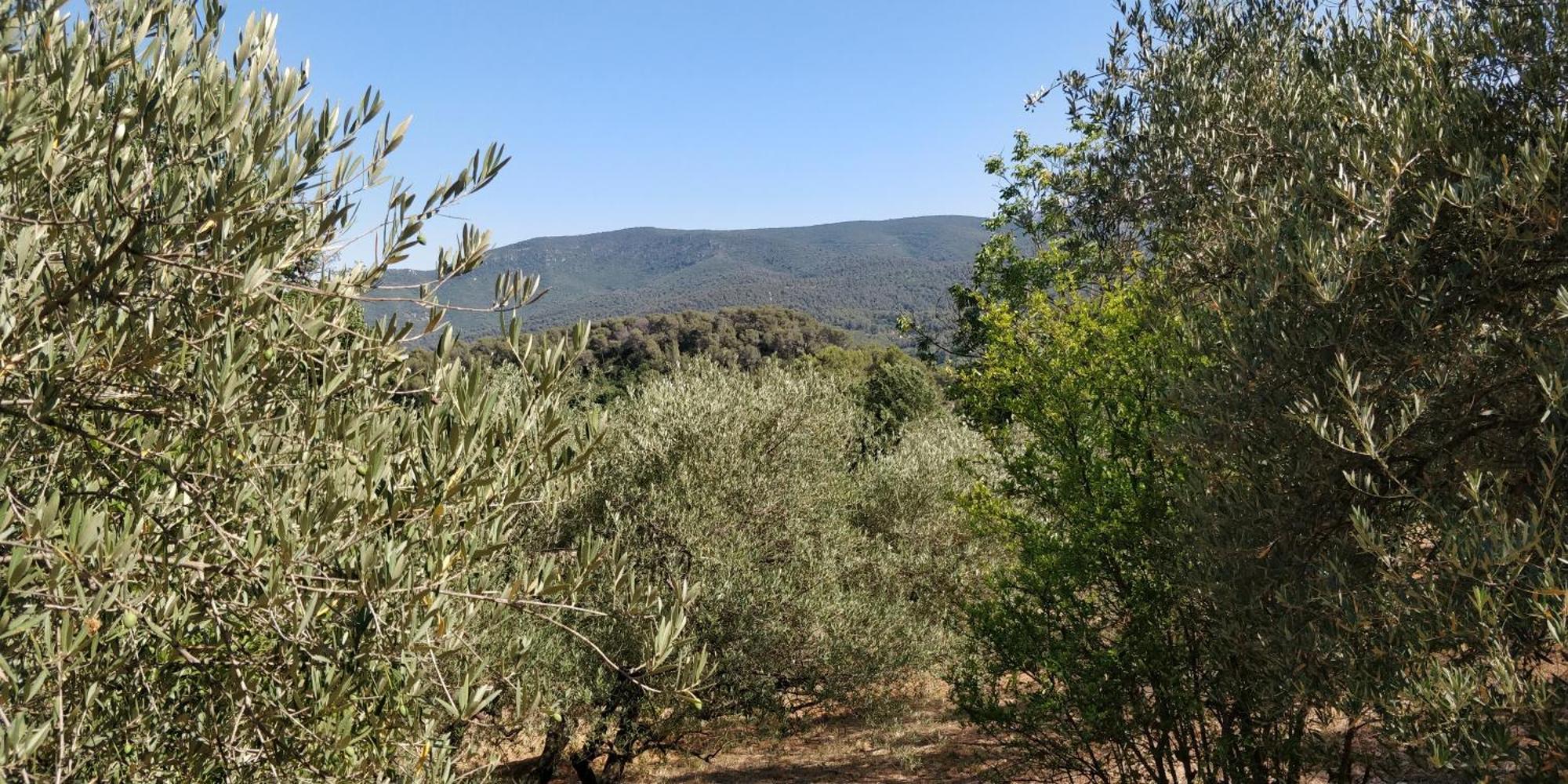 Villa Cigalons En Pleine Pinede Avec Piscine Chauffee De Mai A Septembre Auriol Exterior foto